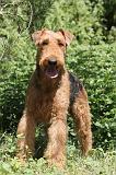 AIREDALE TERRIER 035